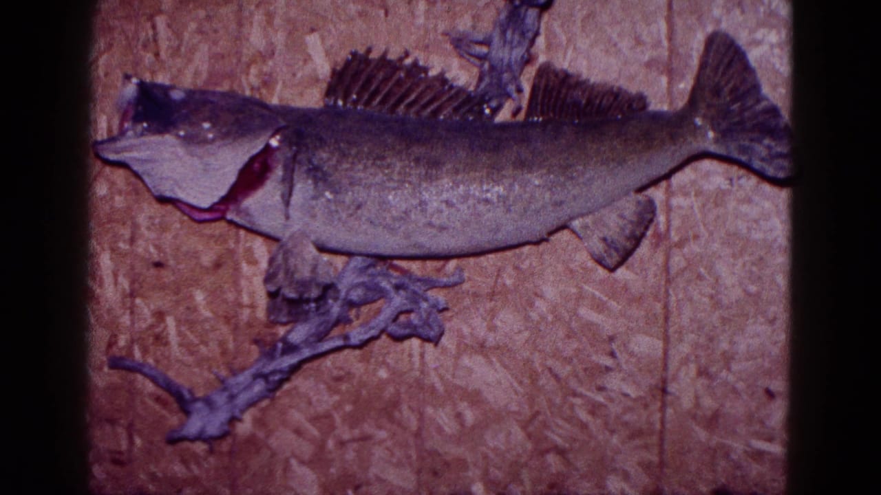 Mounted fish trophy seen from a similar angle on a wood-paneled wall.