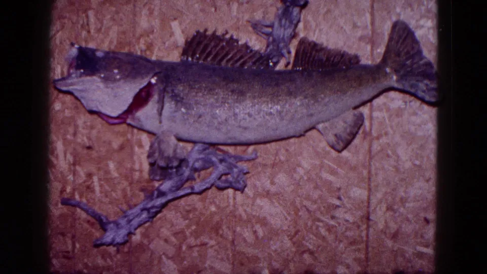1968 Minnesota 8mm frame showing the mounted fish trophy centered against patterned wood paneling.