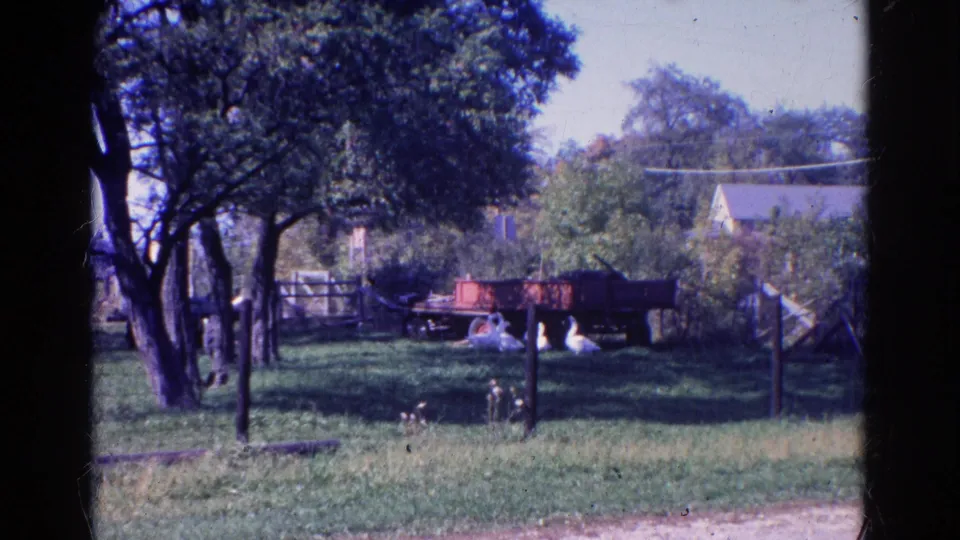 A Wauconda yard scene shows white swans resting or feeding near a feeder, with trees, fencing, and a red wagon in the background.