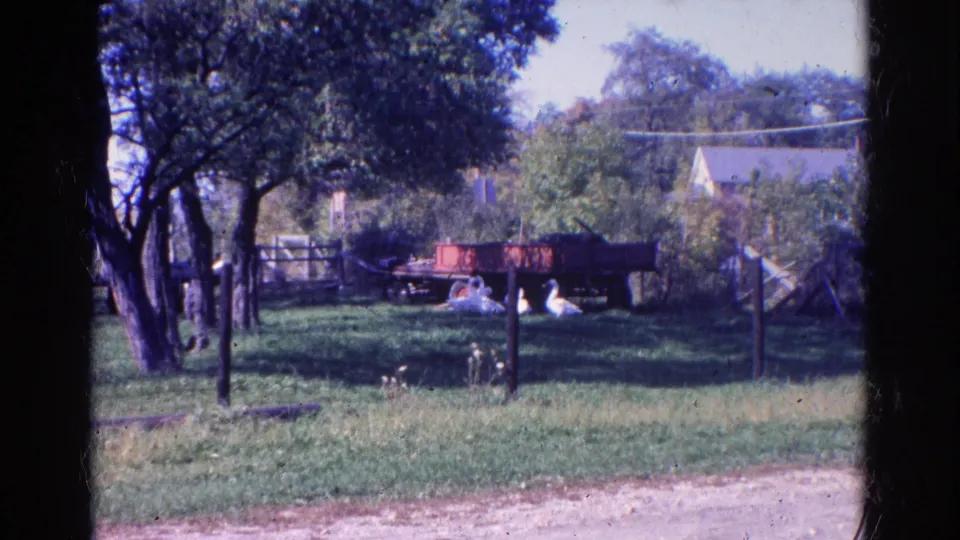 The closing frame shows swans in a grassy Wauconda yard, with a feeder, red wagon, trees, and a nearby house roofline visible.