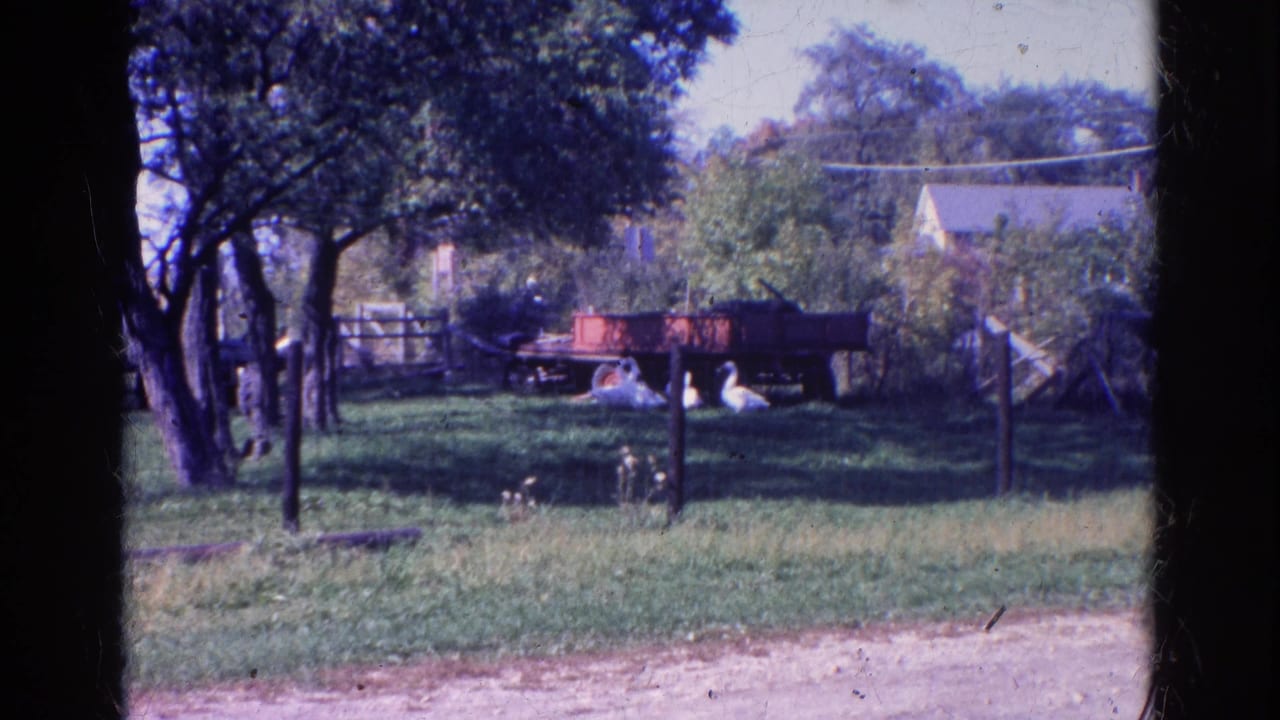 White geese graze in a fenced grassy yard near a red farm trailer and trees.