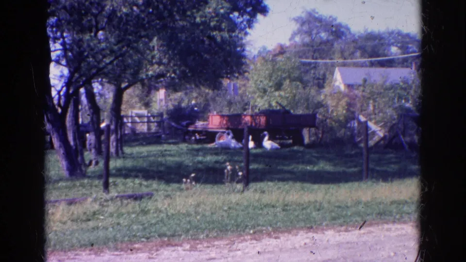 1968 Wauconda home-movie frame showing white geese in grass beside a red farm trailer, fence posts, trees, and a distant house.