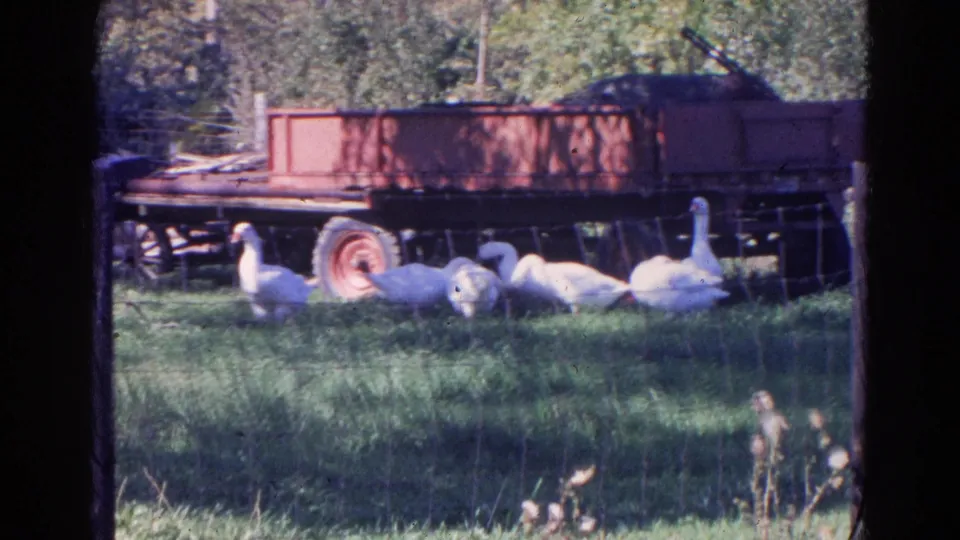 White geese graze near the wheel of a red farm trailer in a grassy Wauconda yard, with trees and fencing in the background.