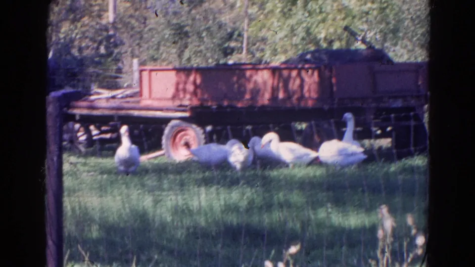 A group of white geese stands in a grassy yard before a red trailer, with fence posts and leafy trees behind them.