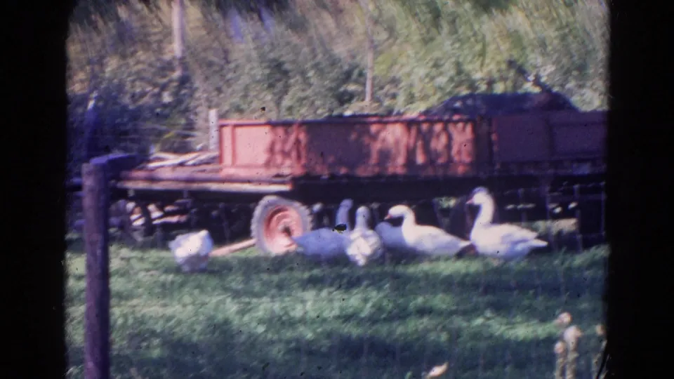 White geese sit and graze in a grassy rural yard beneath the line of a red farm trailer, framed by trees and fence posts.