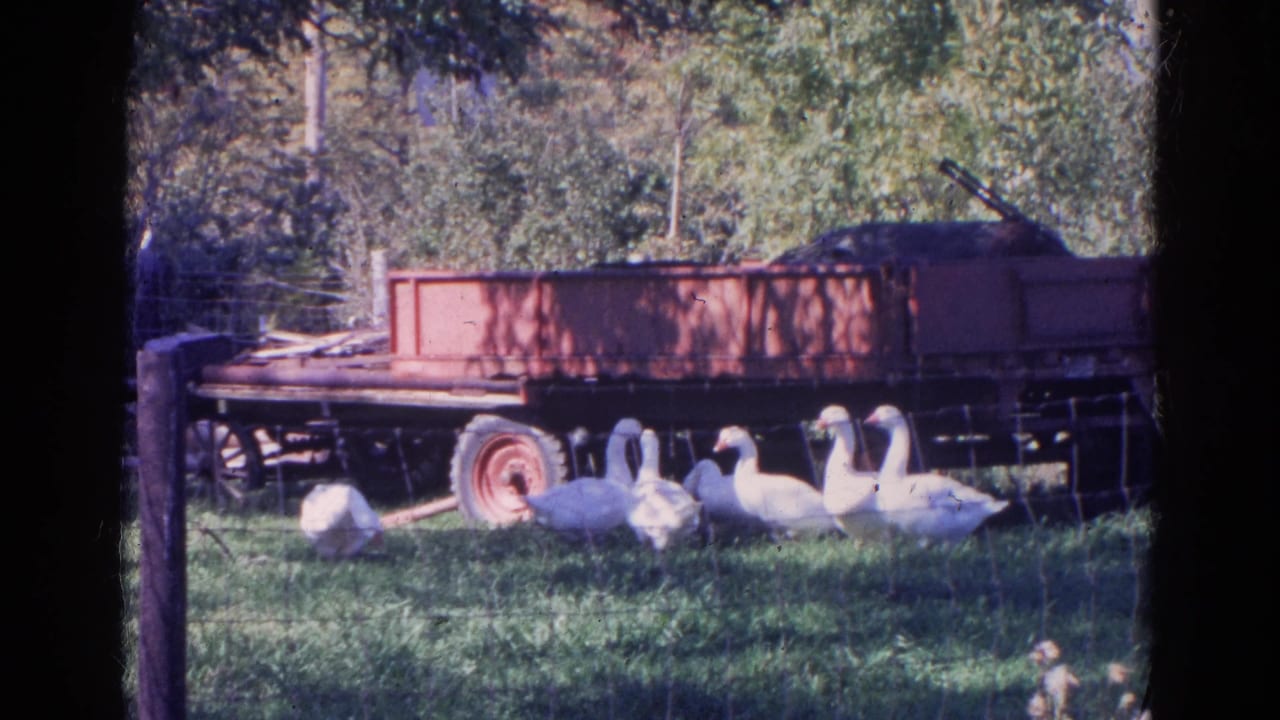 1968 Wauconda, Illinois 8mm frame showing white geese in grass near a red farm trailer and shaded trees.