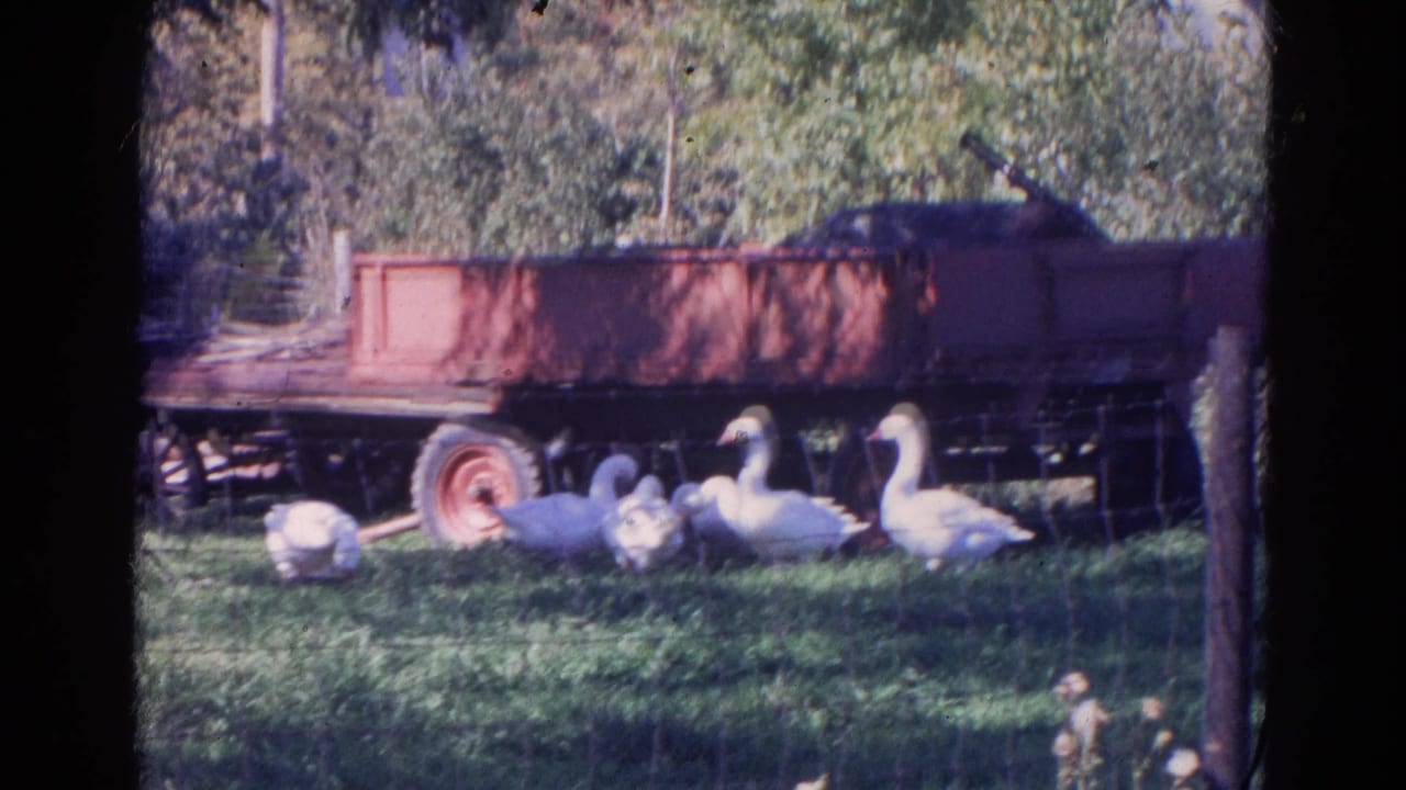 White geese gather in a grassy Wauconda farmyard near a red trailer, with trees behind them in 1968 8mm footage.
