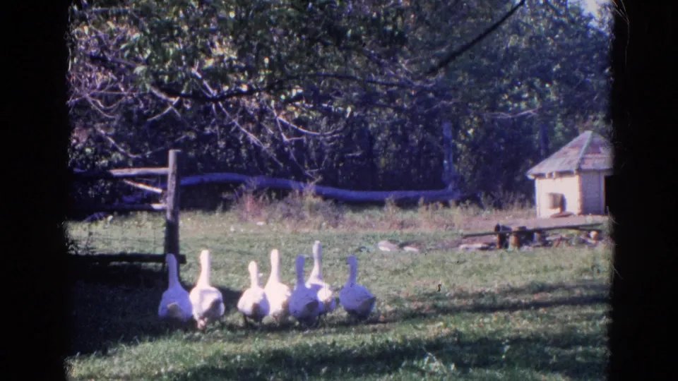 White geese move across a grassy Wauconda farmyard near a wooden fence, small shed or coop, and trees in 1968 home-movie footage.