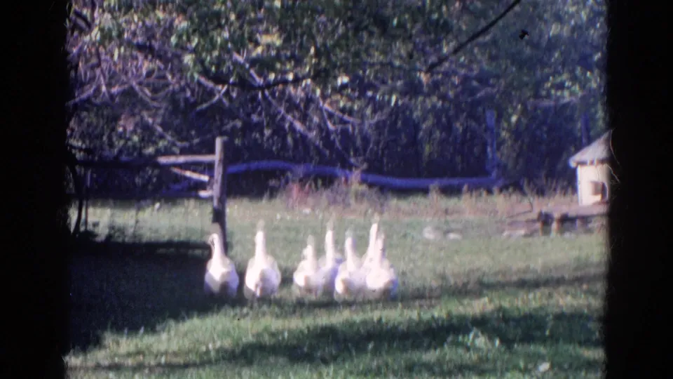 A group of white geese stands and walks through a grassy farmyard in Wauconda, Illinois, with fence posts and a small structure visible.