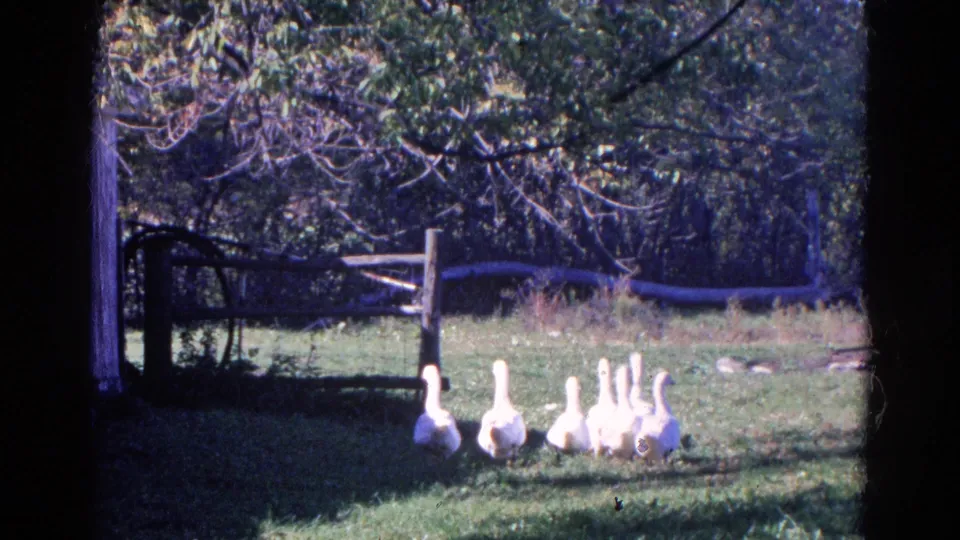 White geese stand in a shaded Wauconda farmyard in 1968, with wooden fencing, trees, and a small shed or coop in the background.