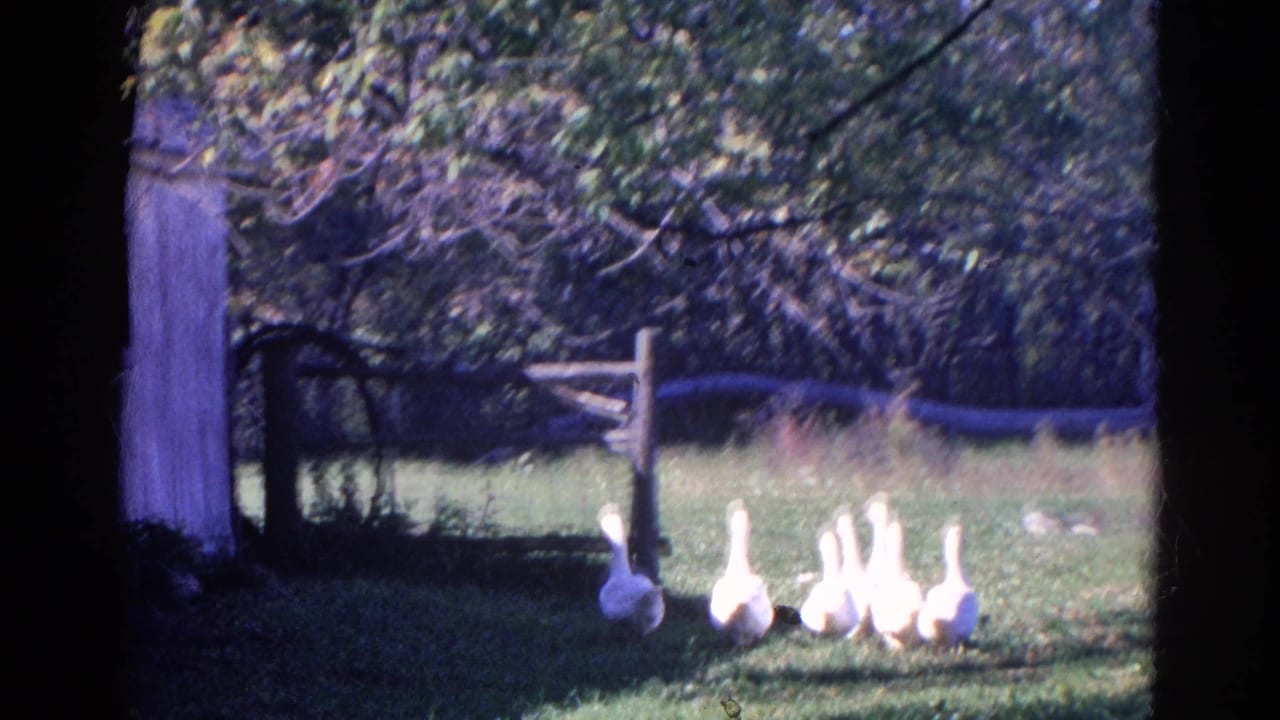 White geese cross a grassy Wauconda, Illinois yard near a rustic fence in 1968 8mm home-movie footage.