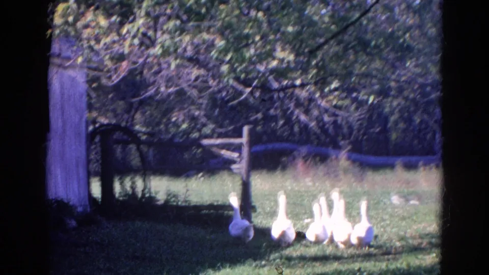 White geese cross a grassy Wauconda, Illinois yard near a rustic fence in 1968 8mm home-movie footage.