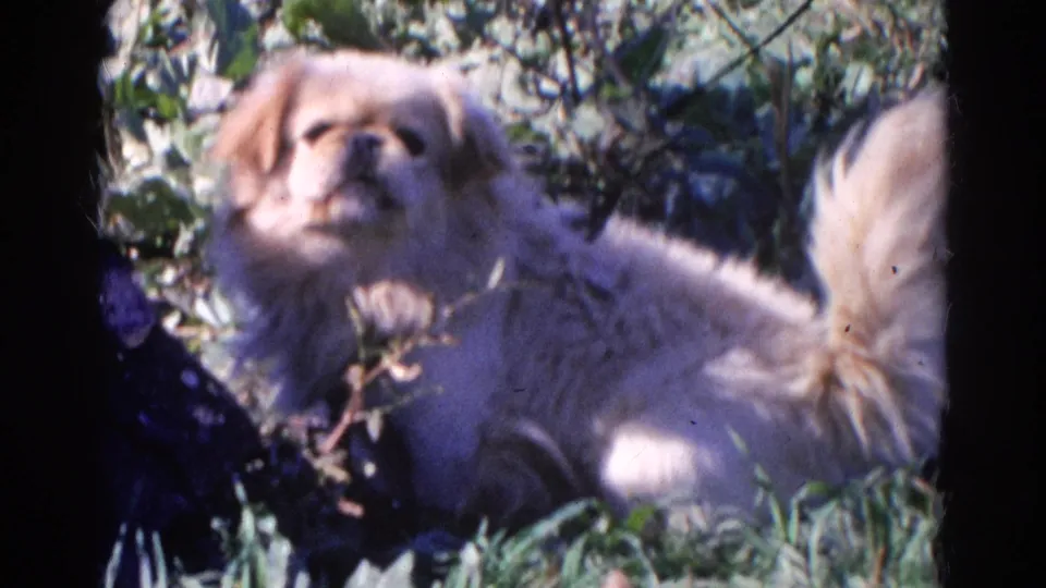 A light-colored Pekingese lies in grass and foliage in 1968 Wauconda, Illinois home-movie footage.