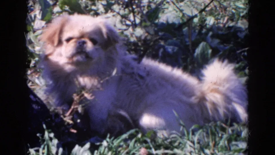Close 8mm view of a light Pekingese resting in grass, with foliage and its curled tail visible.