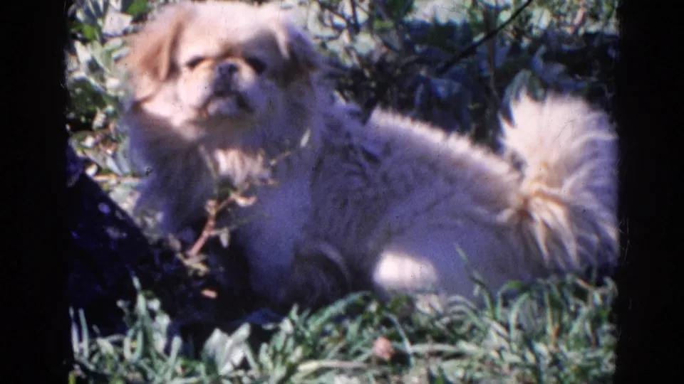 The Pekingese remains in the grass facing the camera in the 1968 Wauconda home-movie scene.