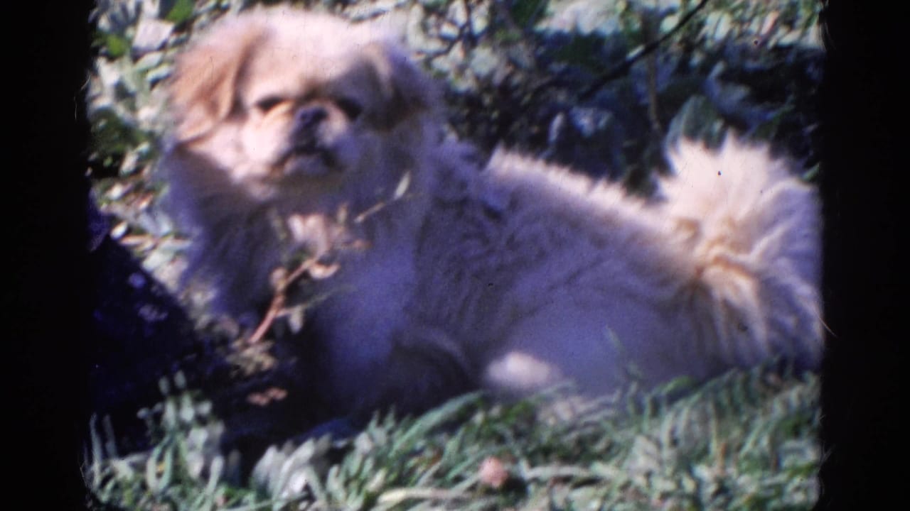 A fluffy light-colored puppy rests in grass outdoors in Wauconda, Illinois, in 1968 home-movie footage.