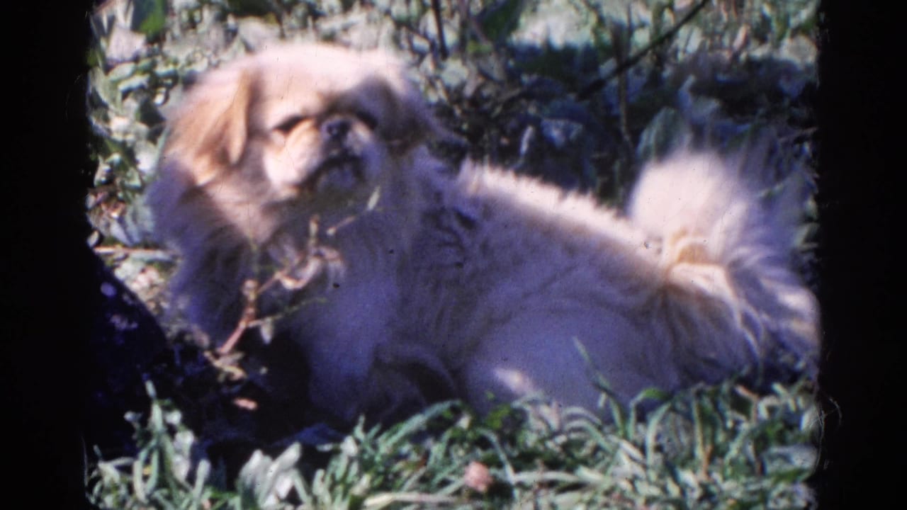 The small fluffy puppy remains reclined in grass, with 8mm frame edges and garden foliage visible around it.