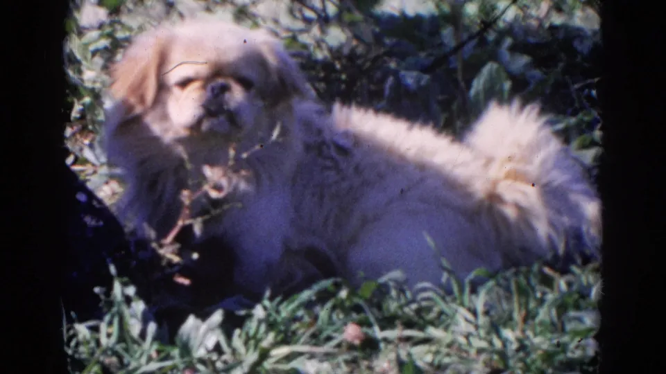 In the 1968 Wauconda home-movie frame, the puppy lies in grass with its head lifted toward the camera.