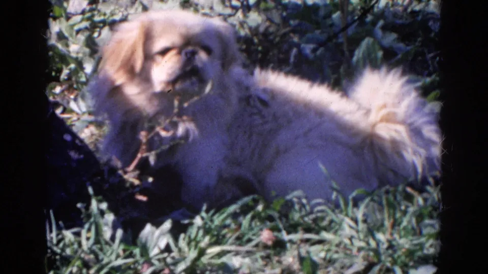 A light-colored fluffy puppy rests outdoors in grass, with its tail and surrounding garden plants visible in the 8mm frame.