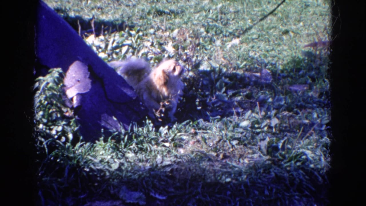Small light-colored dog on a leash standing in grass beside a dark fabric-like object.