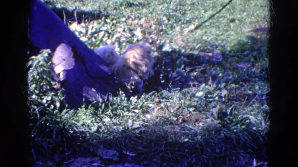 The Pekingese appears low in the grass near a dark object, with strong sun and shadow across the 8mm frame.