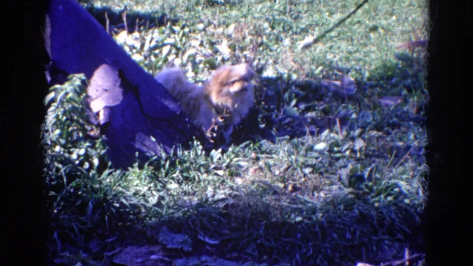 In this Wauconda home-movie frame, the small leashed dog faces the camera amid grass, plants, and strong 8mm color shift.