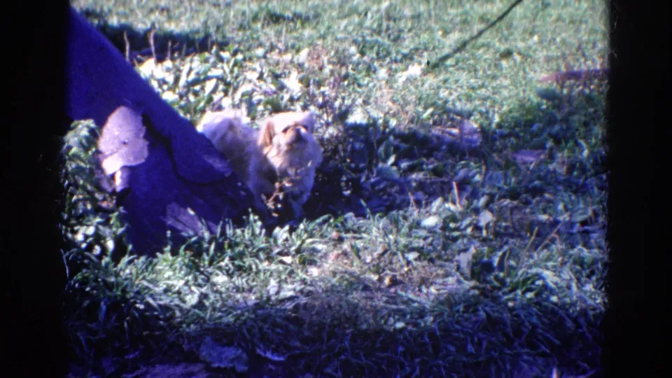 1968 8mm home-movie frame of a small Pekingese looking toward the camera in a sunny Wauconda yard.