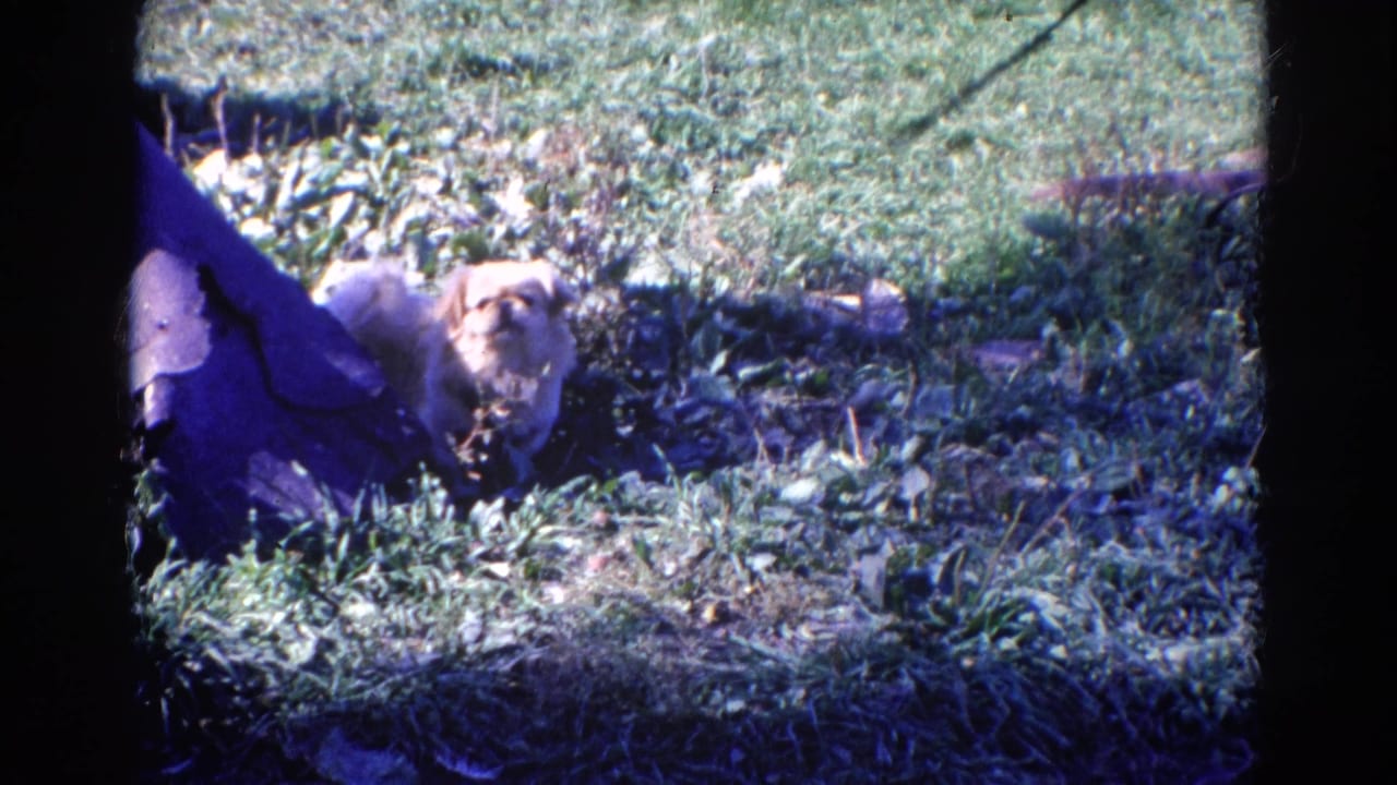 Leashed Pekingese-type dog in a grassy Wauconda yard, filmed on 8mm home movie footage from 1968.