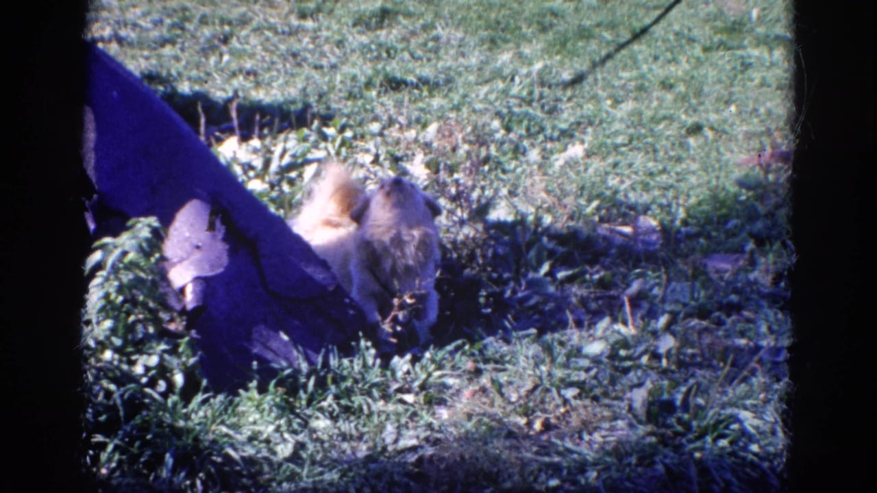 Small dog lowering its head near grass beside a dark object.