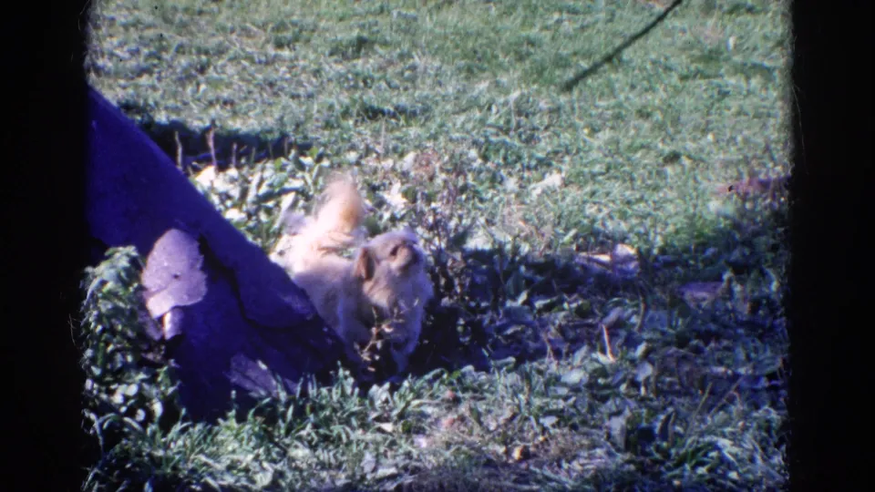 The Pekingese-type dog remains near the grass and leash in a softly focused 8mm yard view from Wauconda, Illinois.