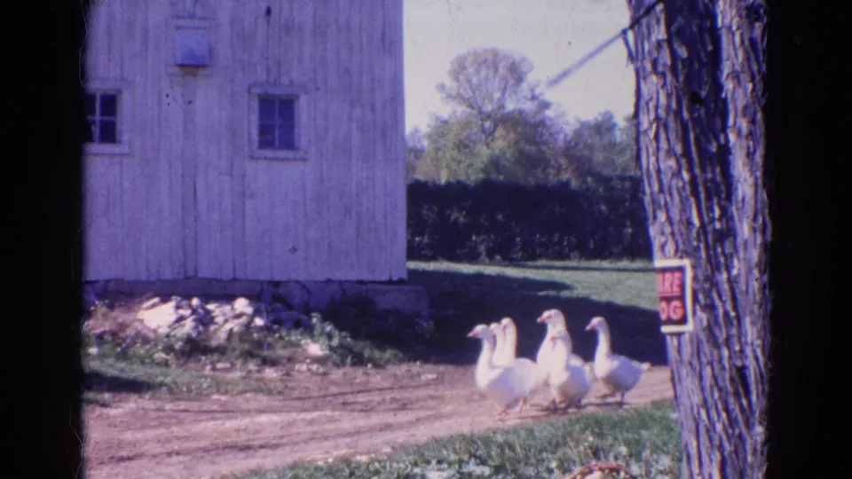 White geese walk along a dirt path by a wooden barn, with a tree trunk and warning sign visible in Wauconda, Illinois.