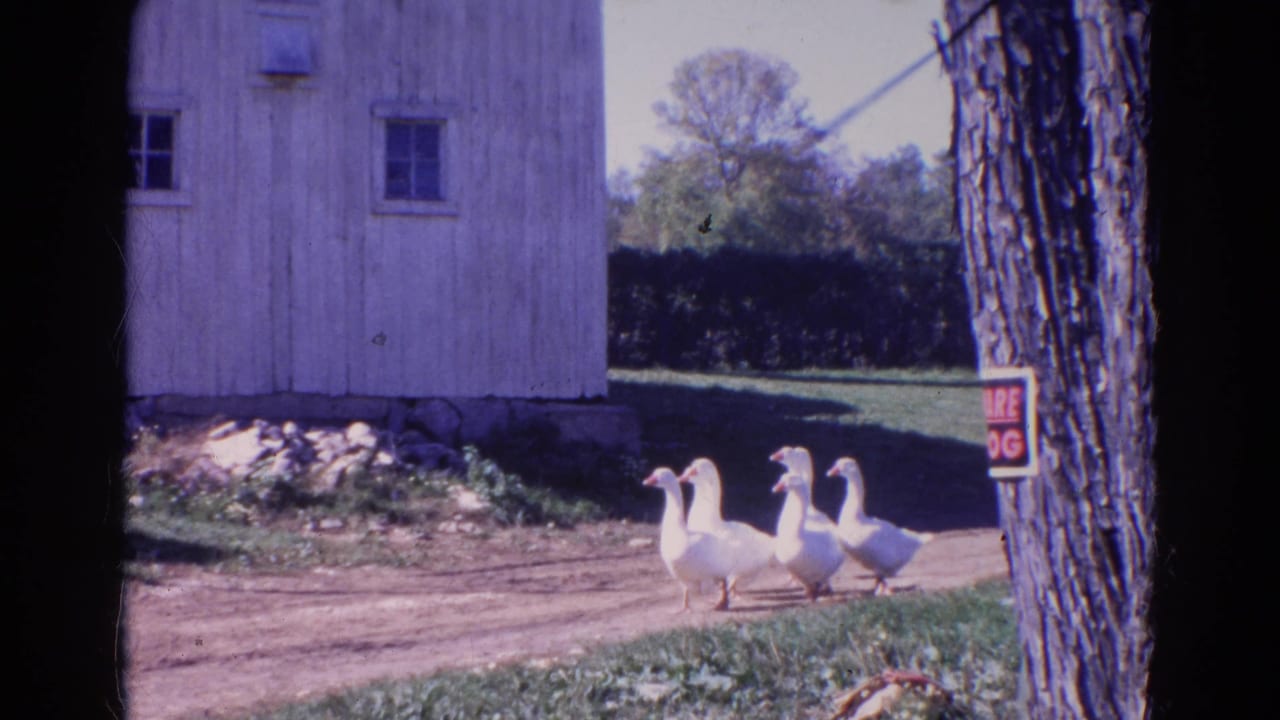 In Wauconda, Illinois, 1968 home-movie footage, white ducks waddle past a weathered barn, grass, stones, and a tree with a sign.