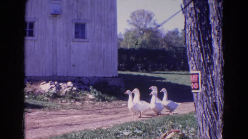 In Wauconda, Illinois, 1968 home-movie footage, white ducks waddle past a weathered barn, grass, stones, and a tree with a sign.