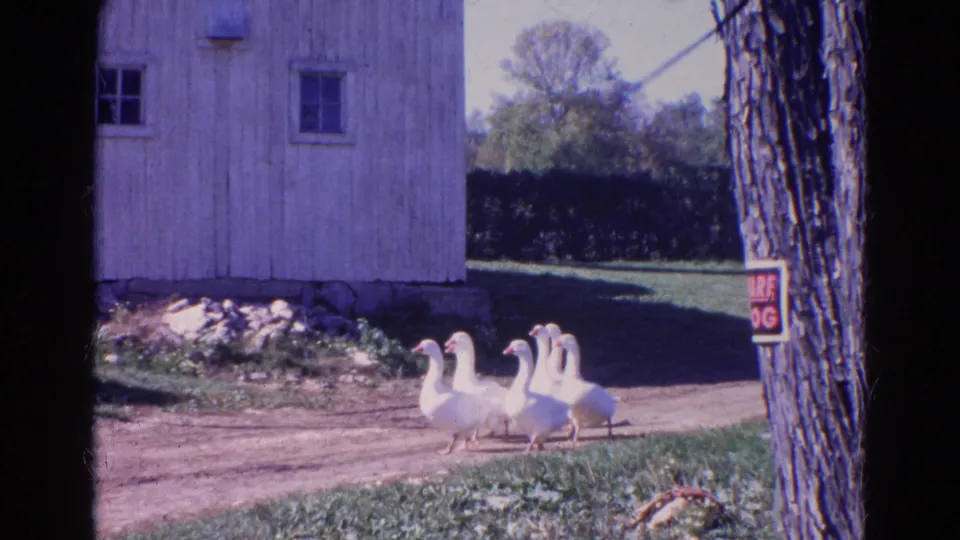 Six white ducks pass a wooden barn and tree in 1968 Wauconda, Illinois 8mm footage, with grass, stones, and a small sign nearby.