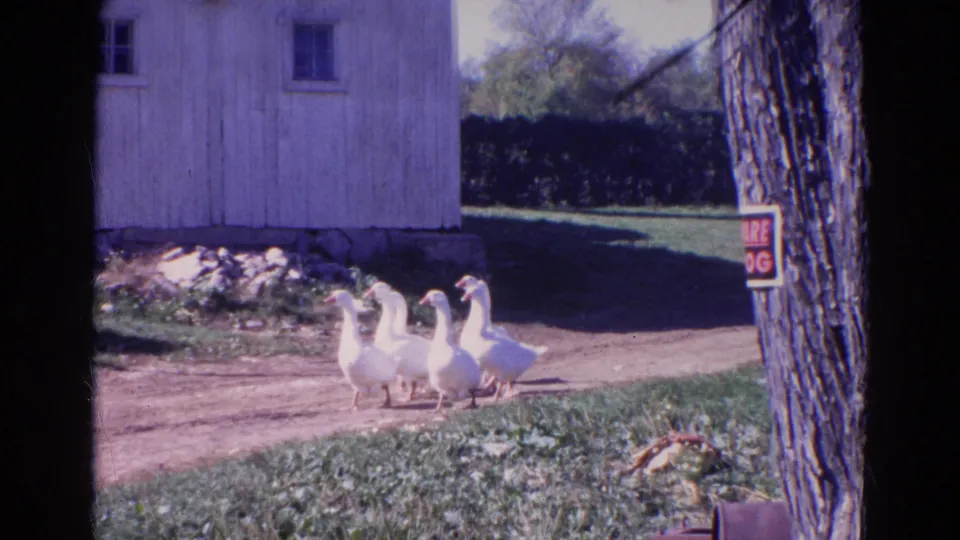White ducks bunch together on a dirt farm path in Wauconda, Illinois, with a weathered barn, grass, stones, tree trunk, and sign visible.