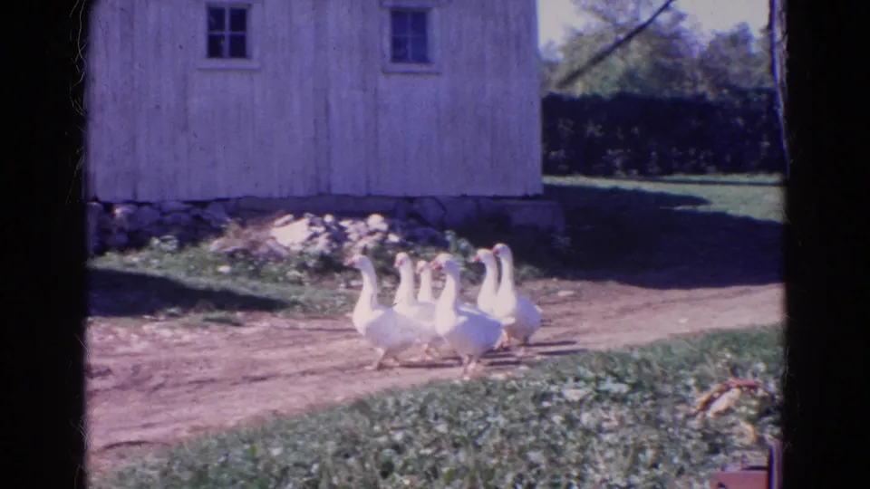 Six white ducks remain near the barn and tree in Wauconda, Illinois 1968 footage, framed by grass, a dirt path, stones, and a small sign.