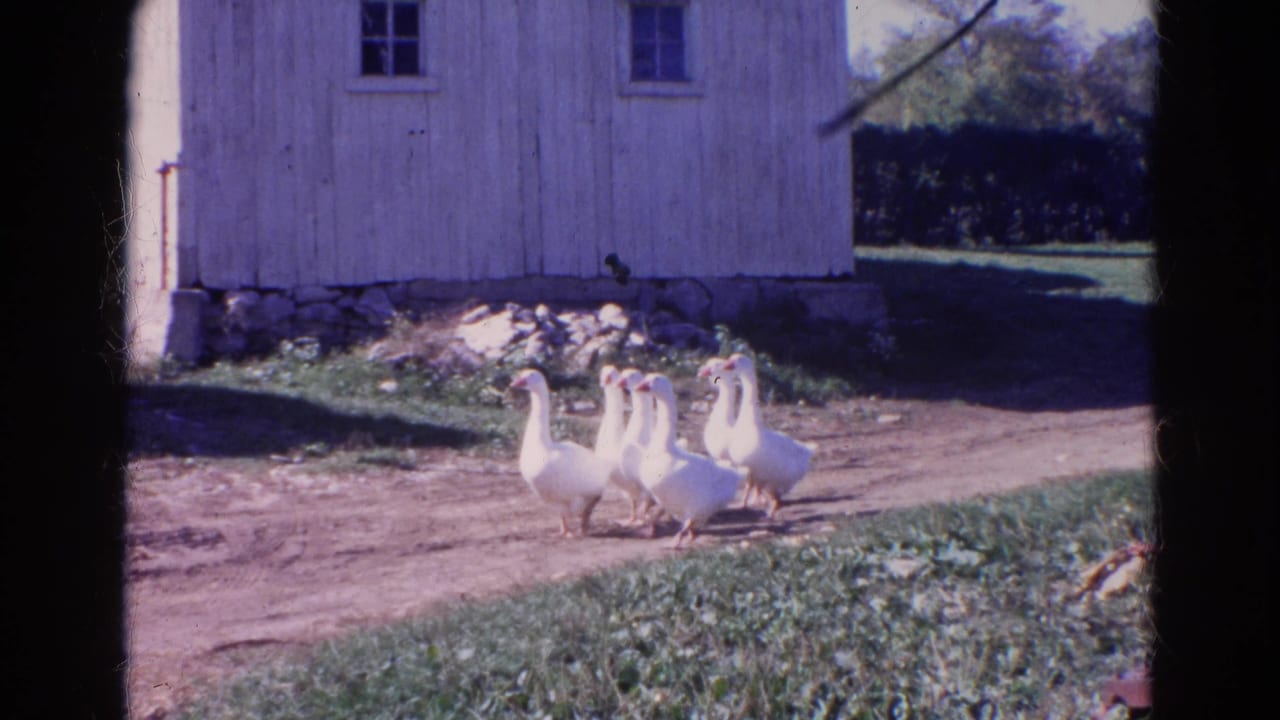 White geese move across a dirt path near a weathered barn in Wauconda, Illinois, in 1968 home-movie footage.