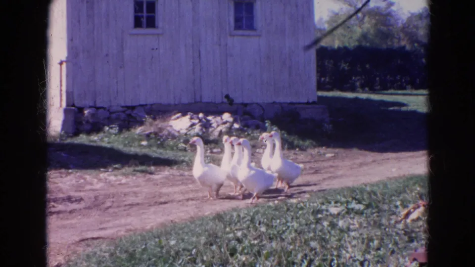 White geese move across a dirt path near a weathered barn in Wauconda, Illinois, in 1968 home-movie footage.