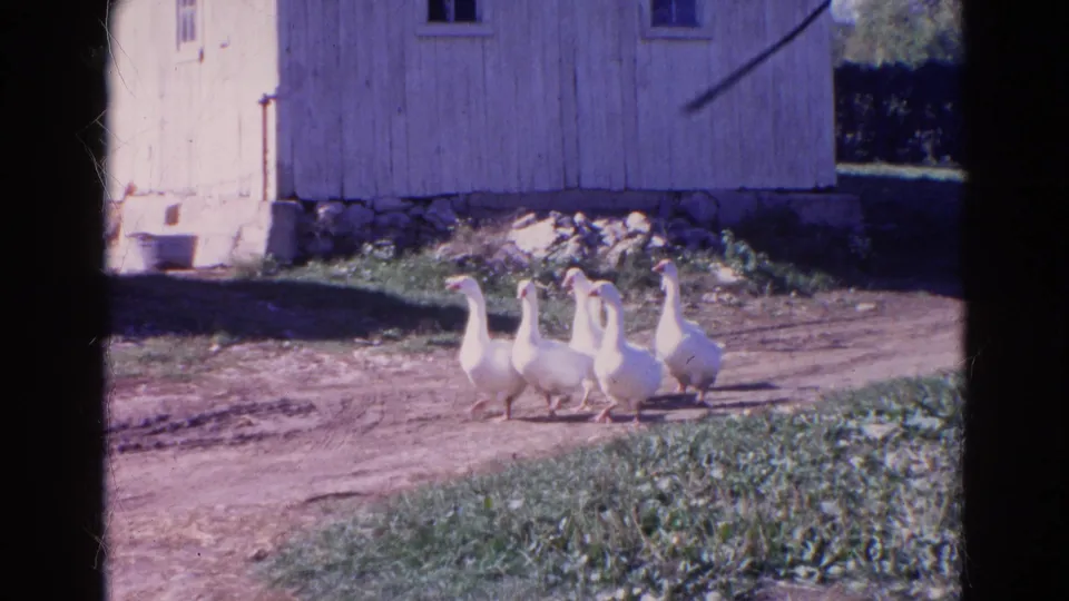 A small group of white geese walks in line along the farm road beside a pale wooden barn in 1968 Illinois footage.
