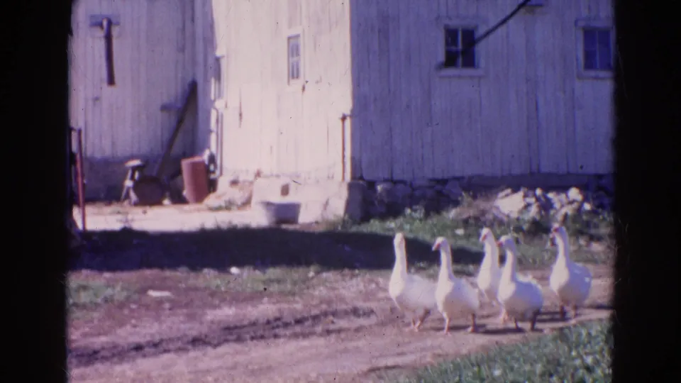 White geese cluster on a rural dirt road in front of a weathered barn wall in Wauconda, Illinois, 1968.