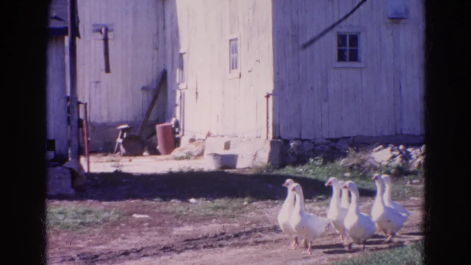 White geese pass through the lower frame near a barn, dirt road, grass, and scattered farmyard objects in 1968 footage.