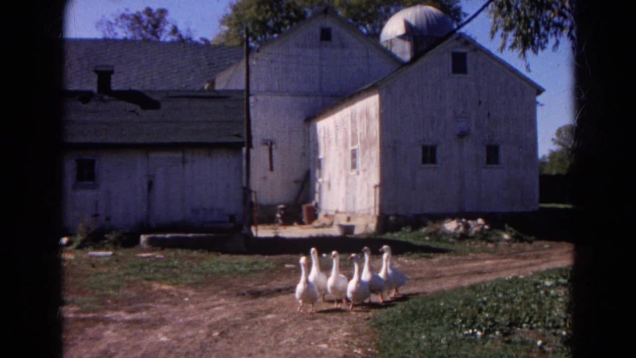 White geese walk on a dirt farm path in front of white outbuildings.