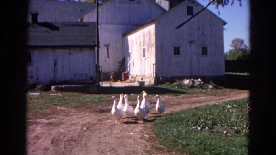 White geese gather on a dirt farm lane with weathered white buildings and grass behind them in 1968 Wauconda footage.