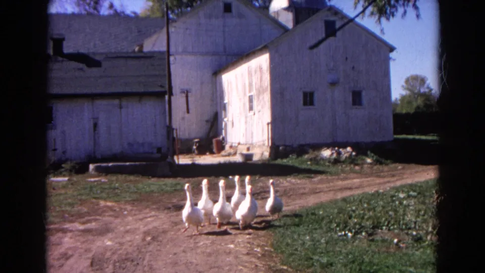 The geese approach the foreground on a dirt path, framed by white rural buildings and 8mm film edges in Wauconda, Illinois.