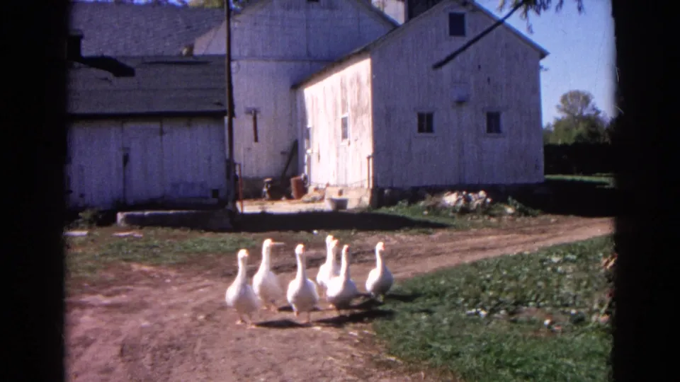 A compact flock of white geese crosses the lower frame before sunlit white farm buildings in 1968 Wauconda home-movie footage.