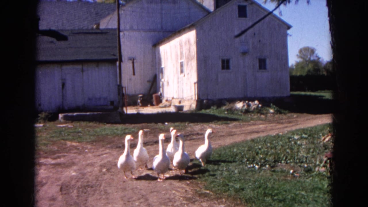 1968 Wauconda, Illinois 8mm frame showing white geese crossing a sunny farmyard with white barns in the background.