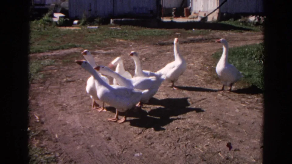 Several white geese gather on a sunlit dirt path near farm buildings in Wauconda, Illinois home-movie footage from 1968.