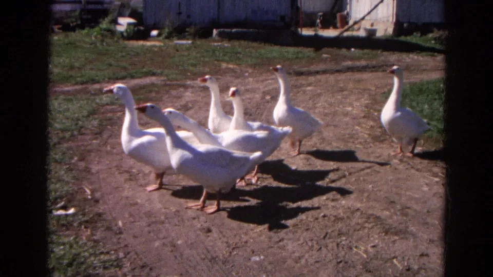 White geese walk in a loose flock across a farmyard, with grass, dirt, and white outbuildings visible behind them.