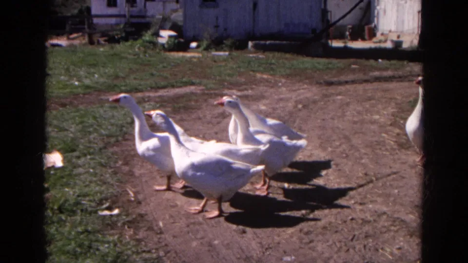 The geese remain grouped on the dirt path, with grass, barn siding, and partial farm structures in the background.