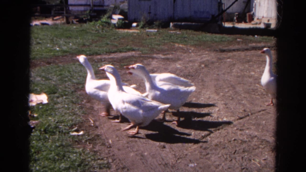 White geese cross a sunlit Wauconda, Illinois farmyard in 1968 home-movie footage, with white farm buildings in the background.